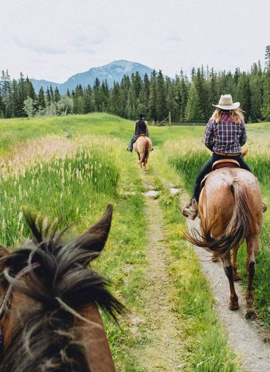 Trail Riding, Horse, Plant, Sky, Vertebrate, Ecoregion, Mountain, Working animal, Tree, Natural environment, Halter