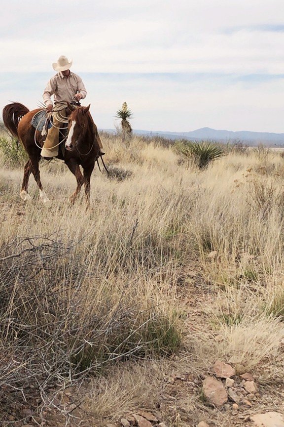 Steppe, Sky, Plant community, Plant, Horse, Working animal
